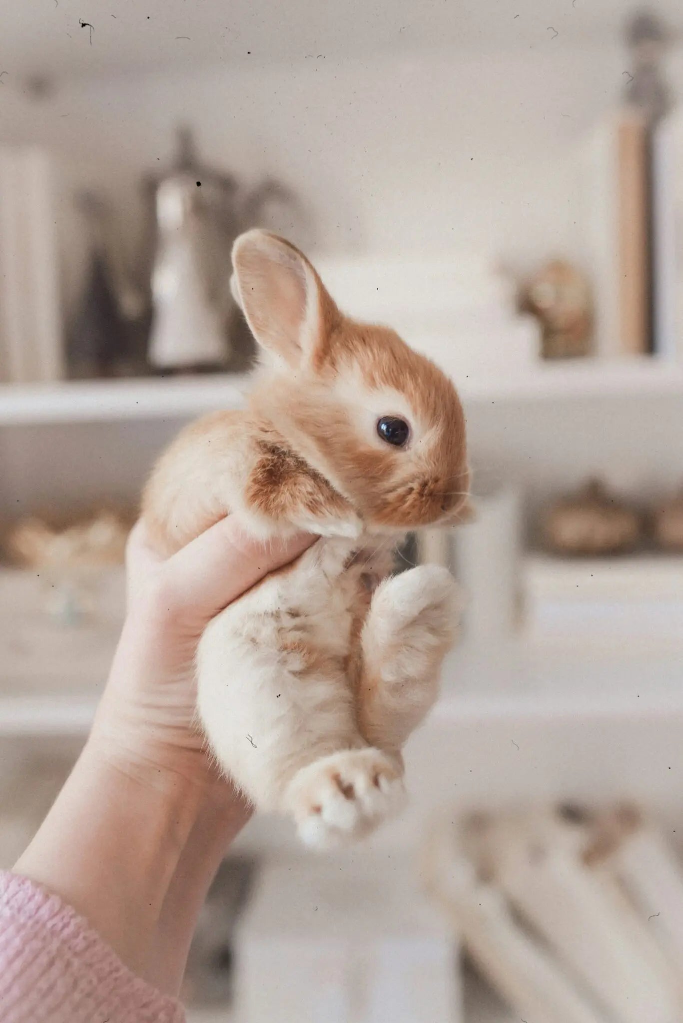 Why Is My Rabbit Trembling?