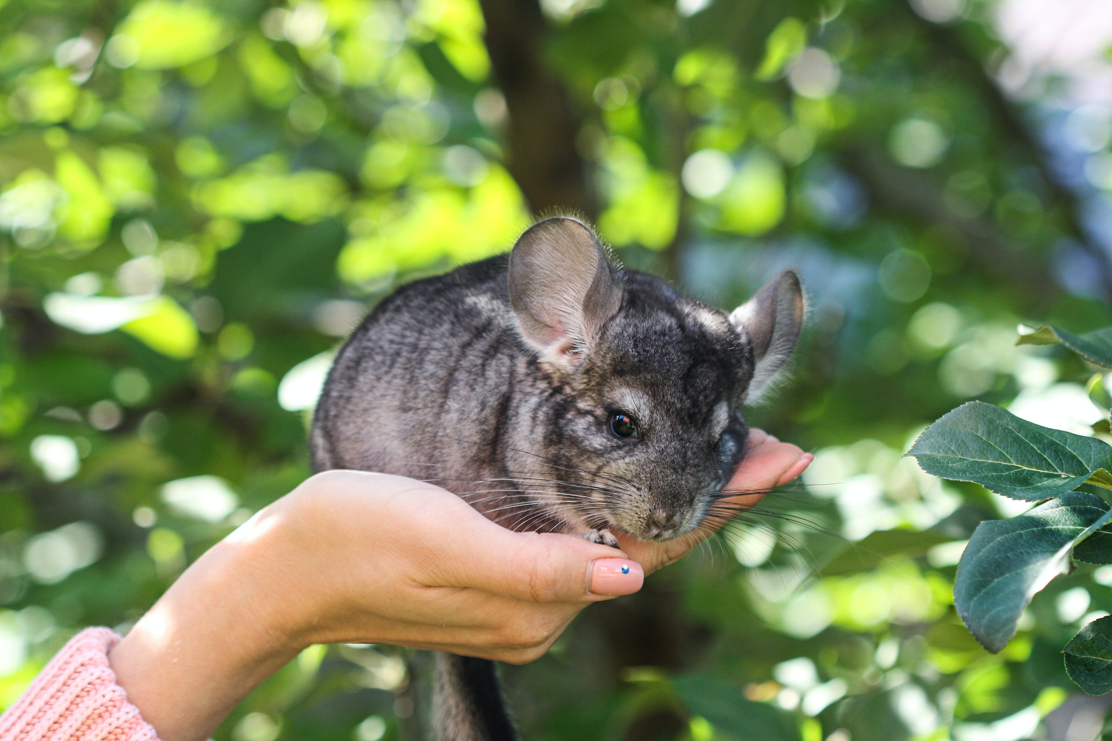 Chinchilla diet: What do chinchillas eat?