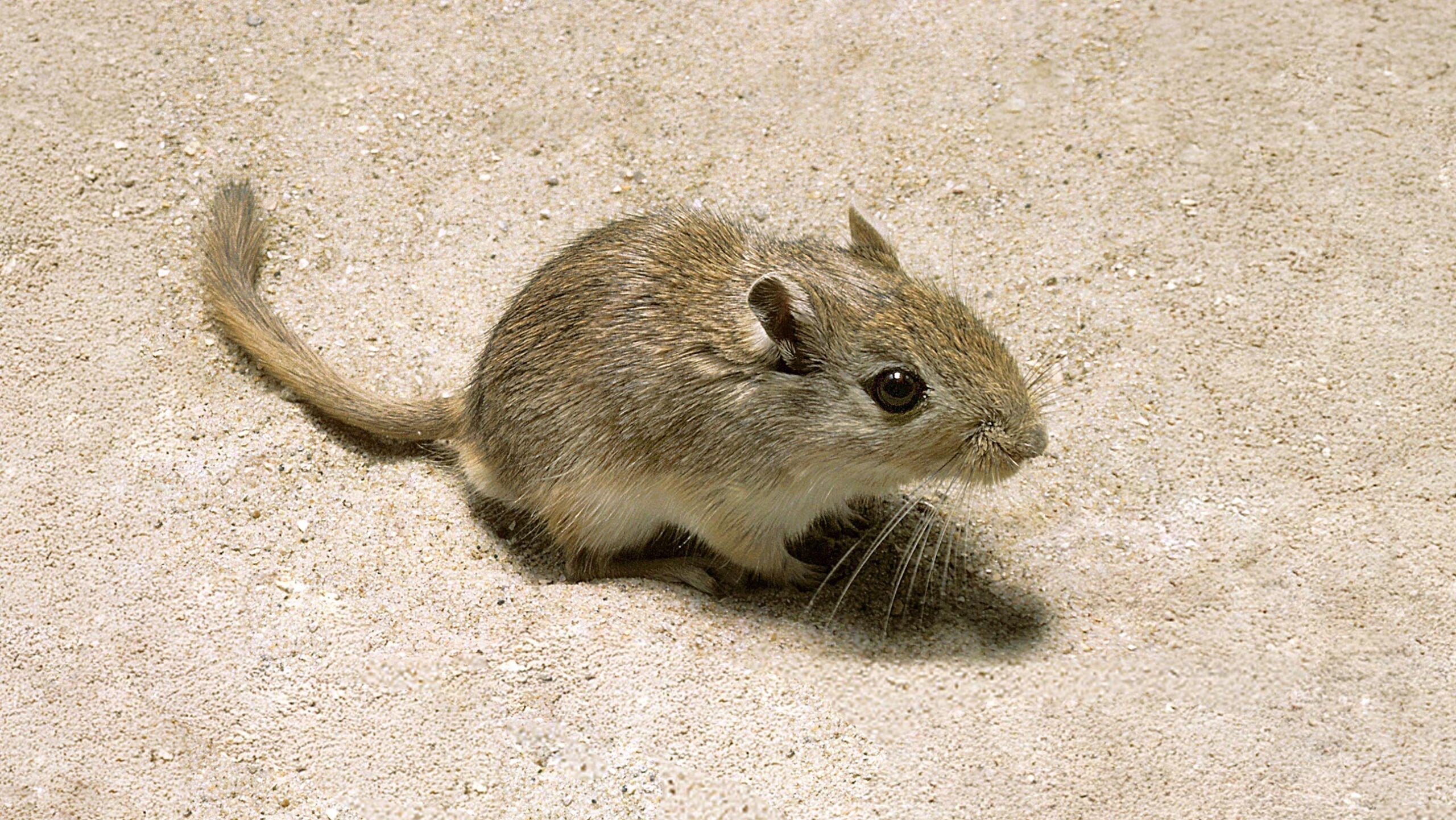 What do gerbils eat? Guide to a balanced and healthy diet
