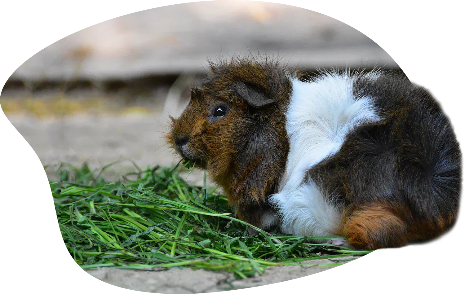 How to Choose the Best Hay for Guinea Pigs: A Buyer’s Guide