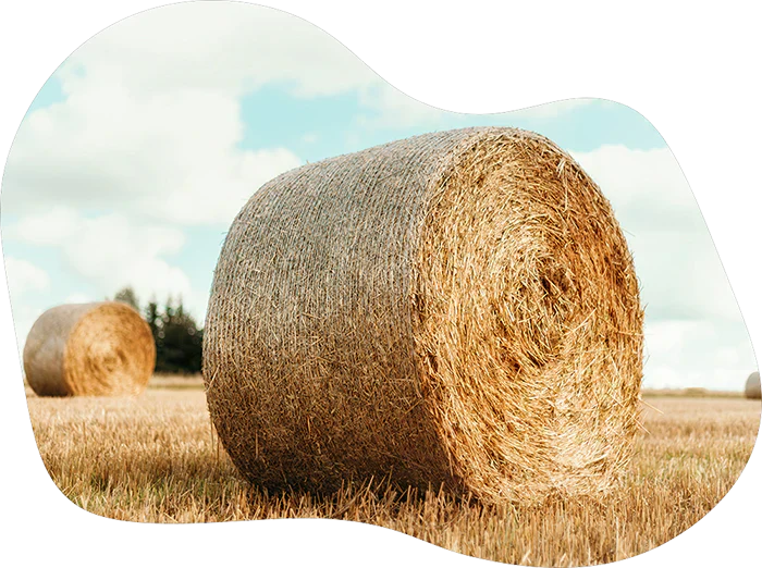 Guide to Buying Hay Online: Types, Tips & Tricks