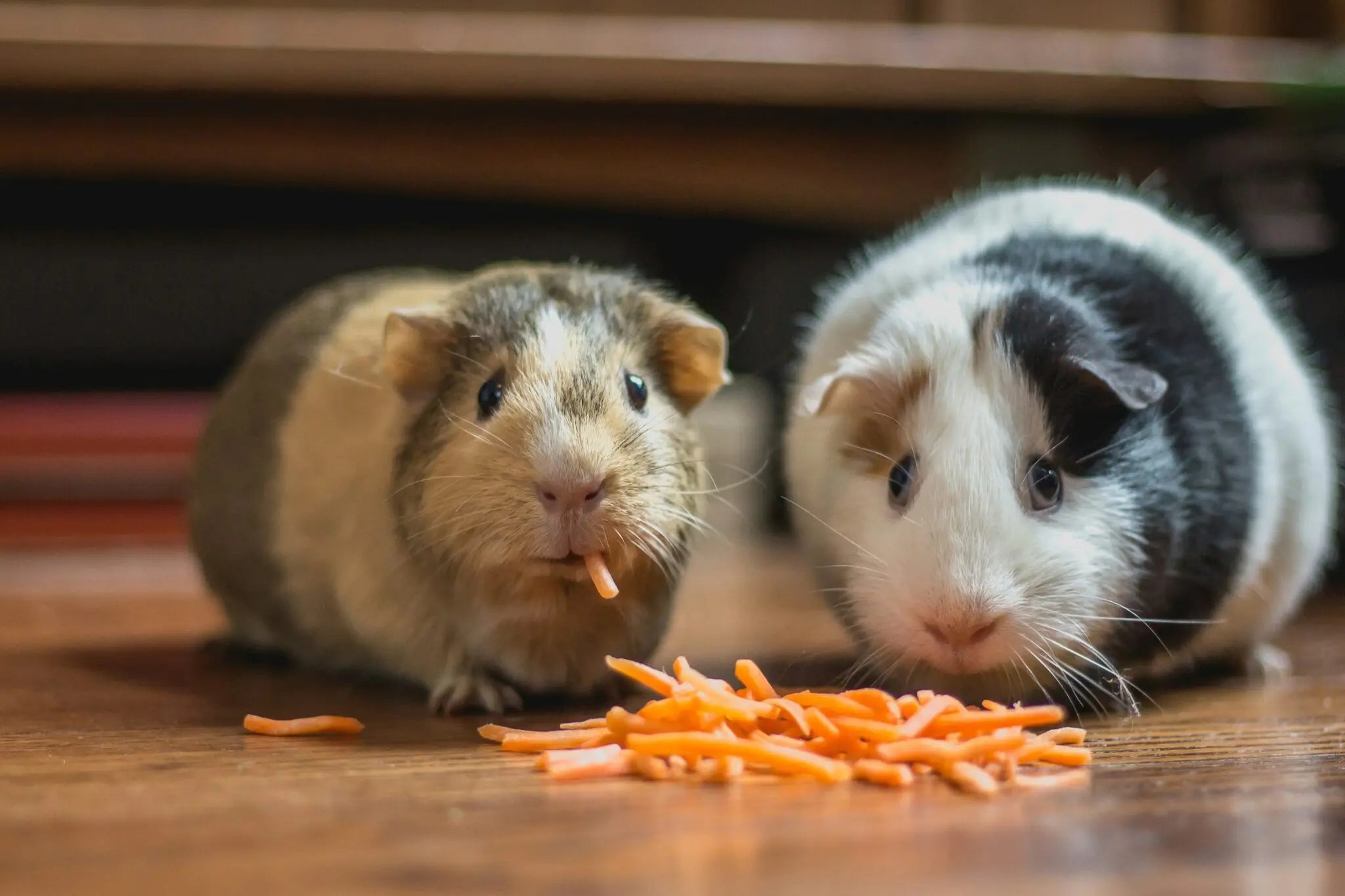 Can Guinea Pigs Eat Rabbit Food?