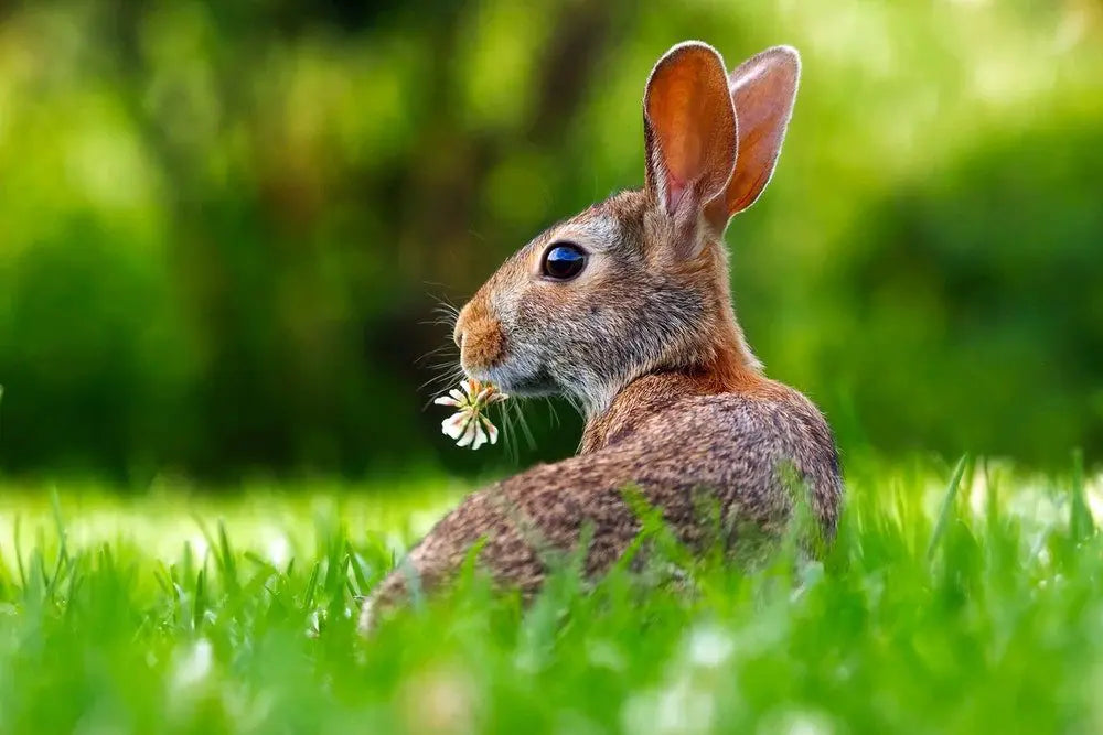 What can rabbits eat and not eat? Safe foods, vegetables, fruits, and toxic plants