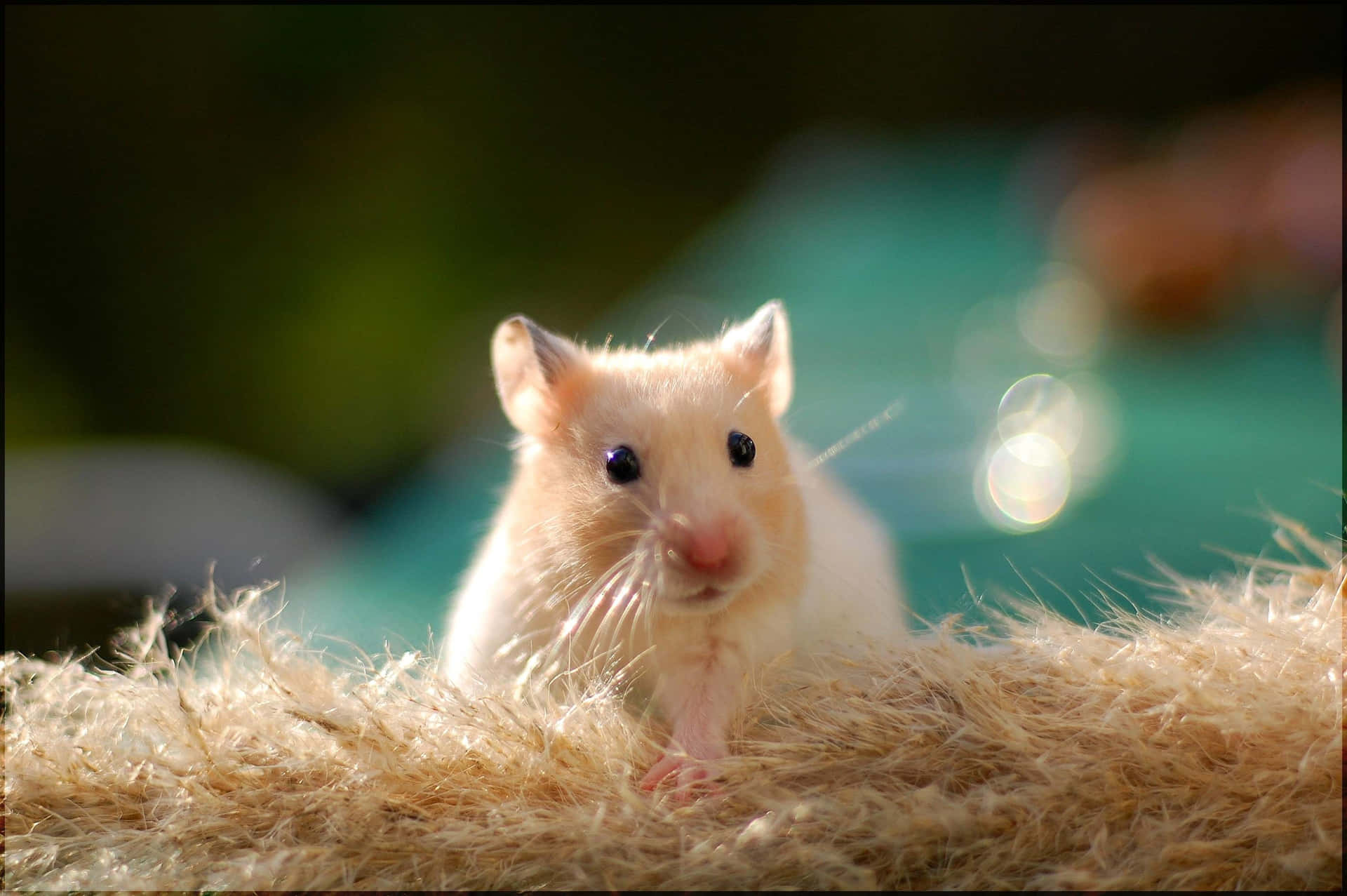 What can hamsters eat: A guide to hamster diet