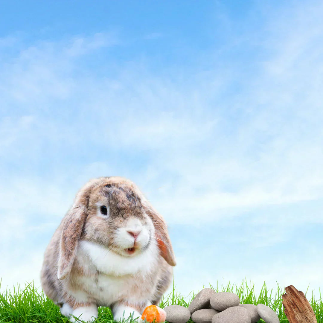 How to keep rabbits’ nails short without cutting