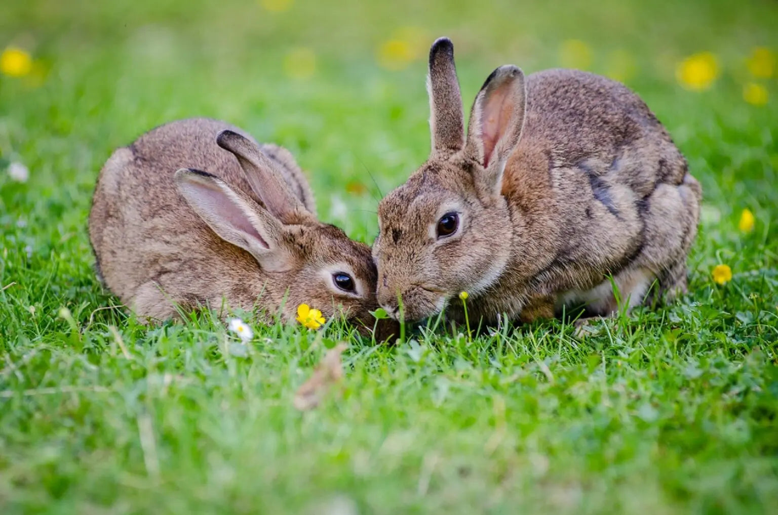 Top 5 Most Popular Breeds Of Rabbit