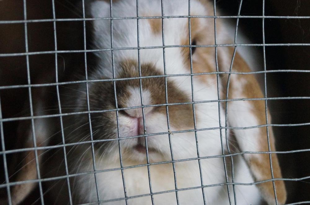 How to Build a Rabbit Hutch