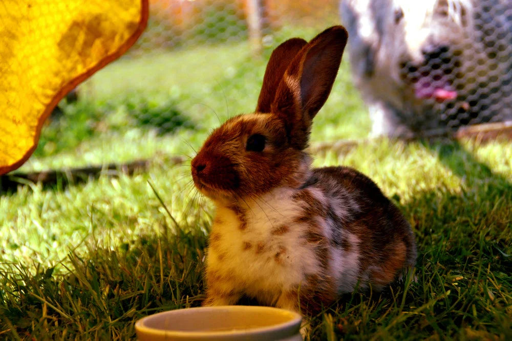Should you bathe rabbits? How and when to wash bunny safely