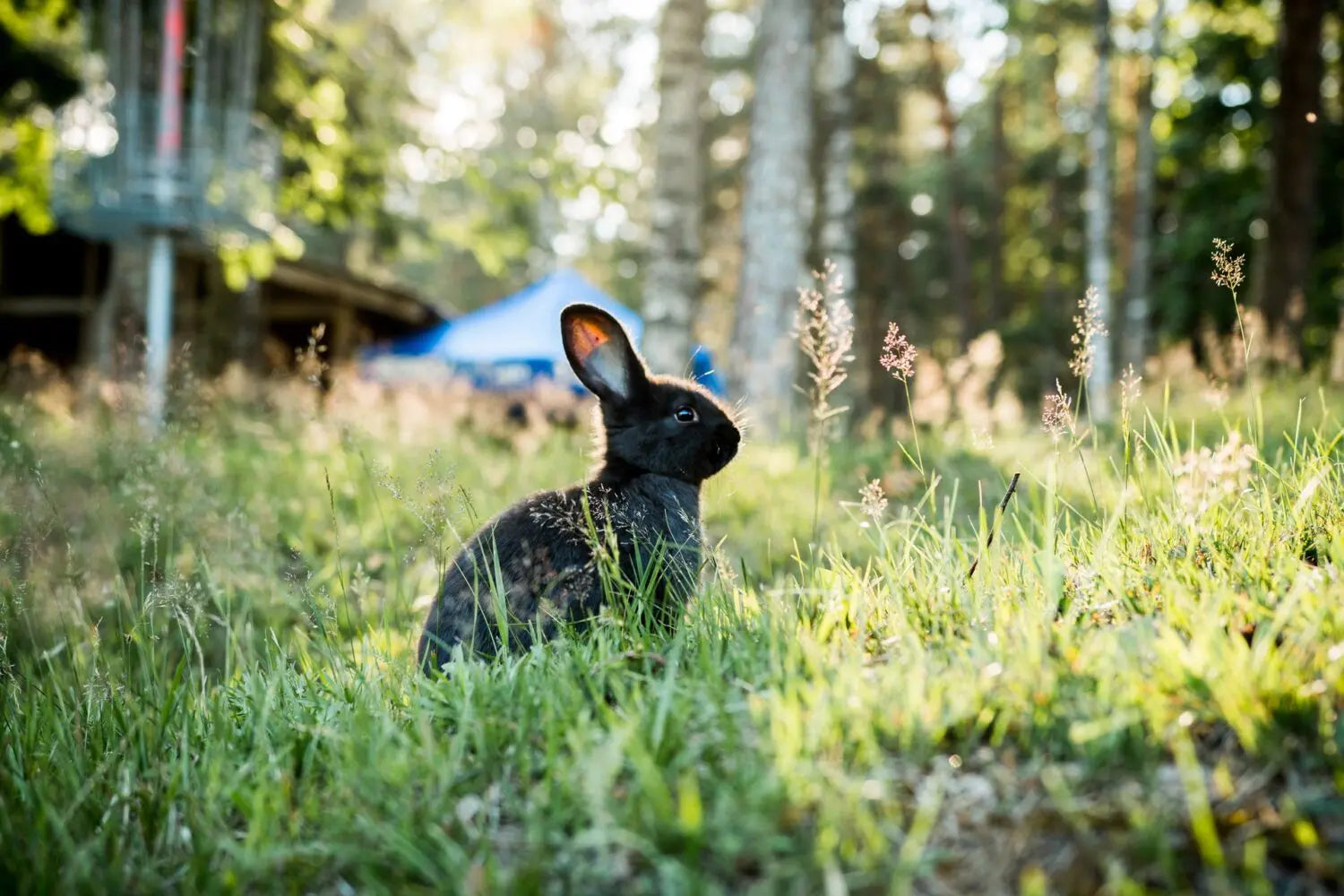 What Do Rabbits Like to Play With?