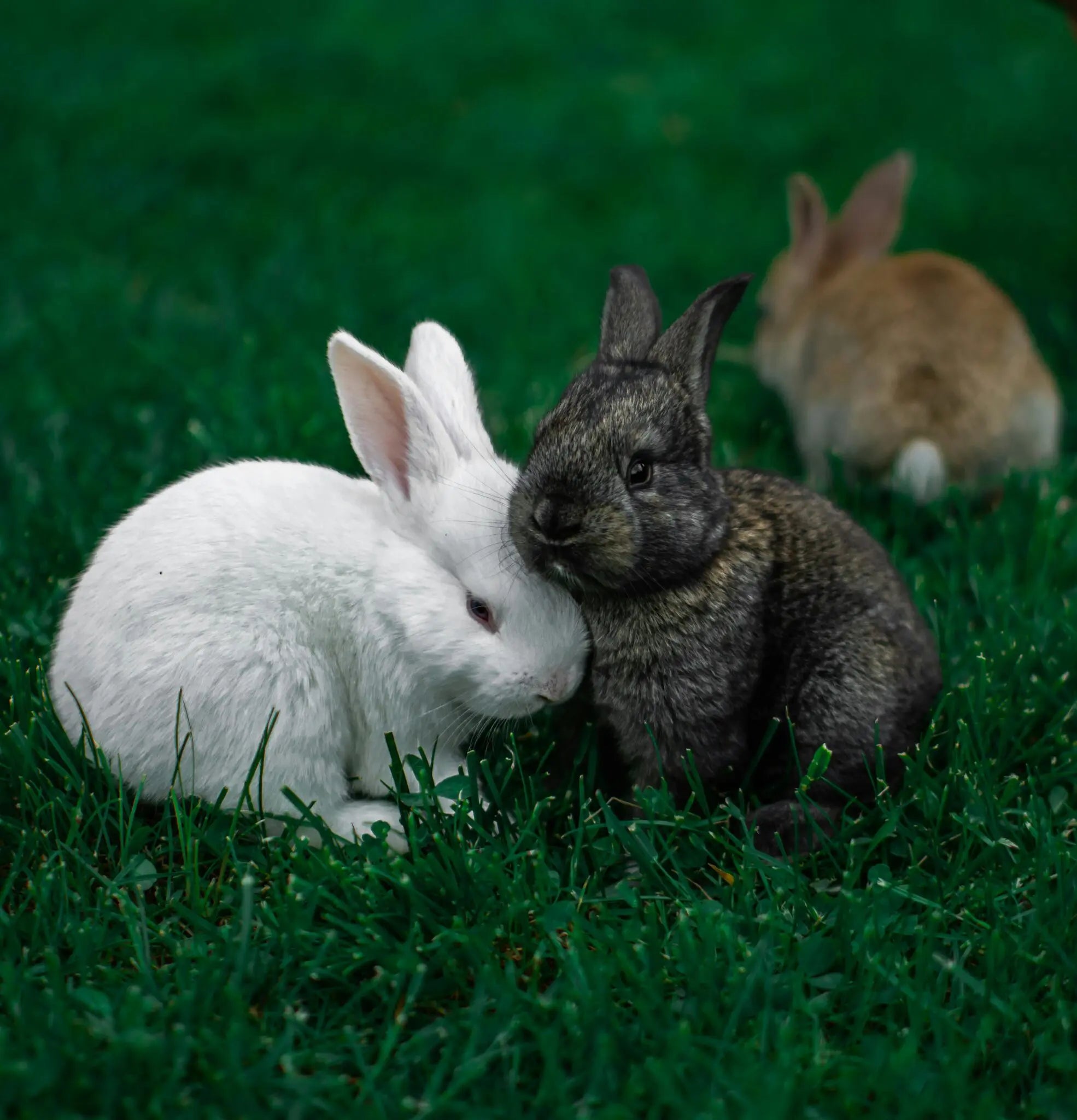 When do rabbits sleep and how long do they sleep for?