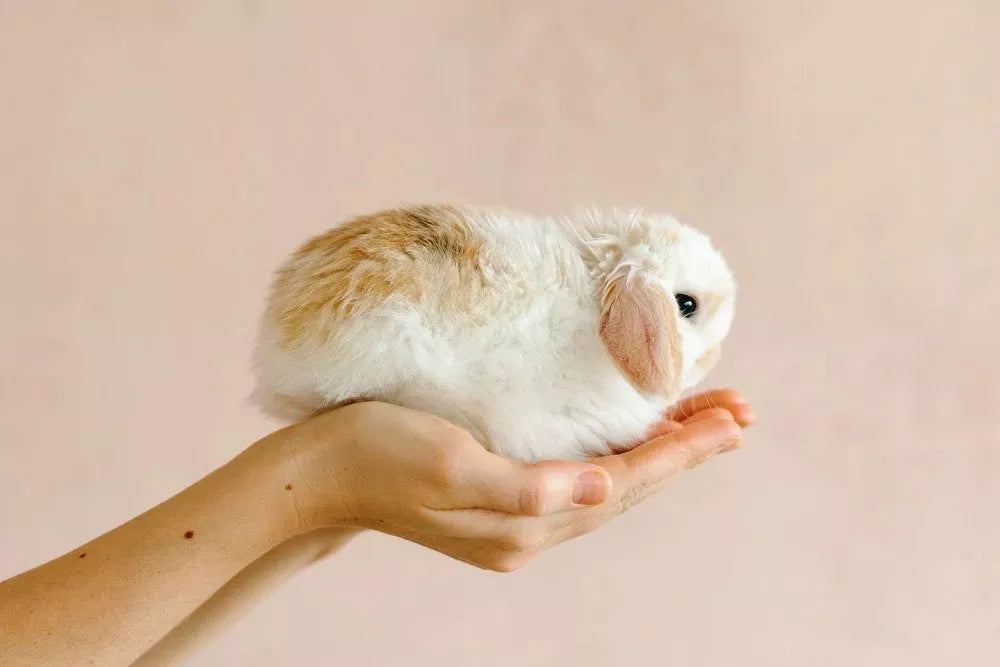 How to bond with rabbits: 20 tips