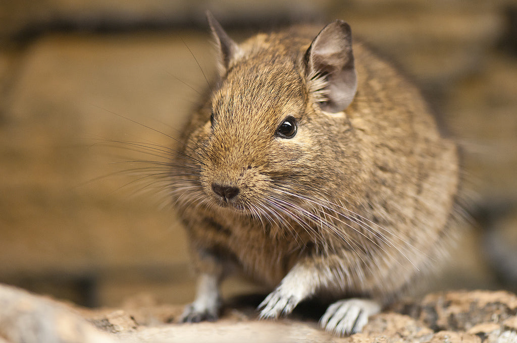 Degu Hay