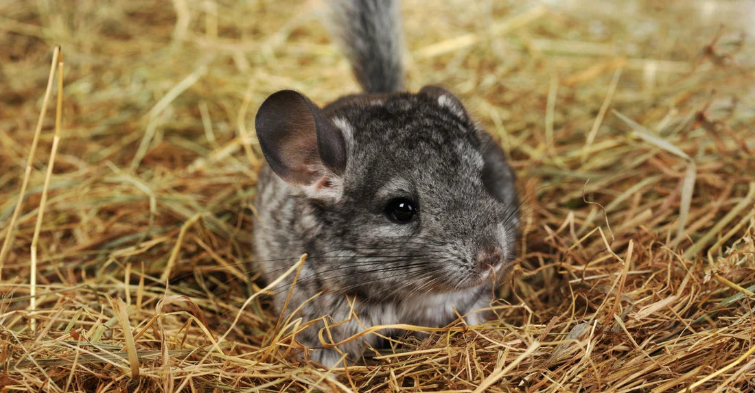 Chinchilla Hay