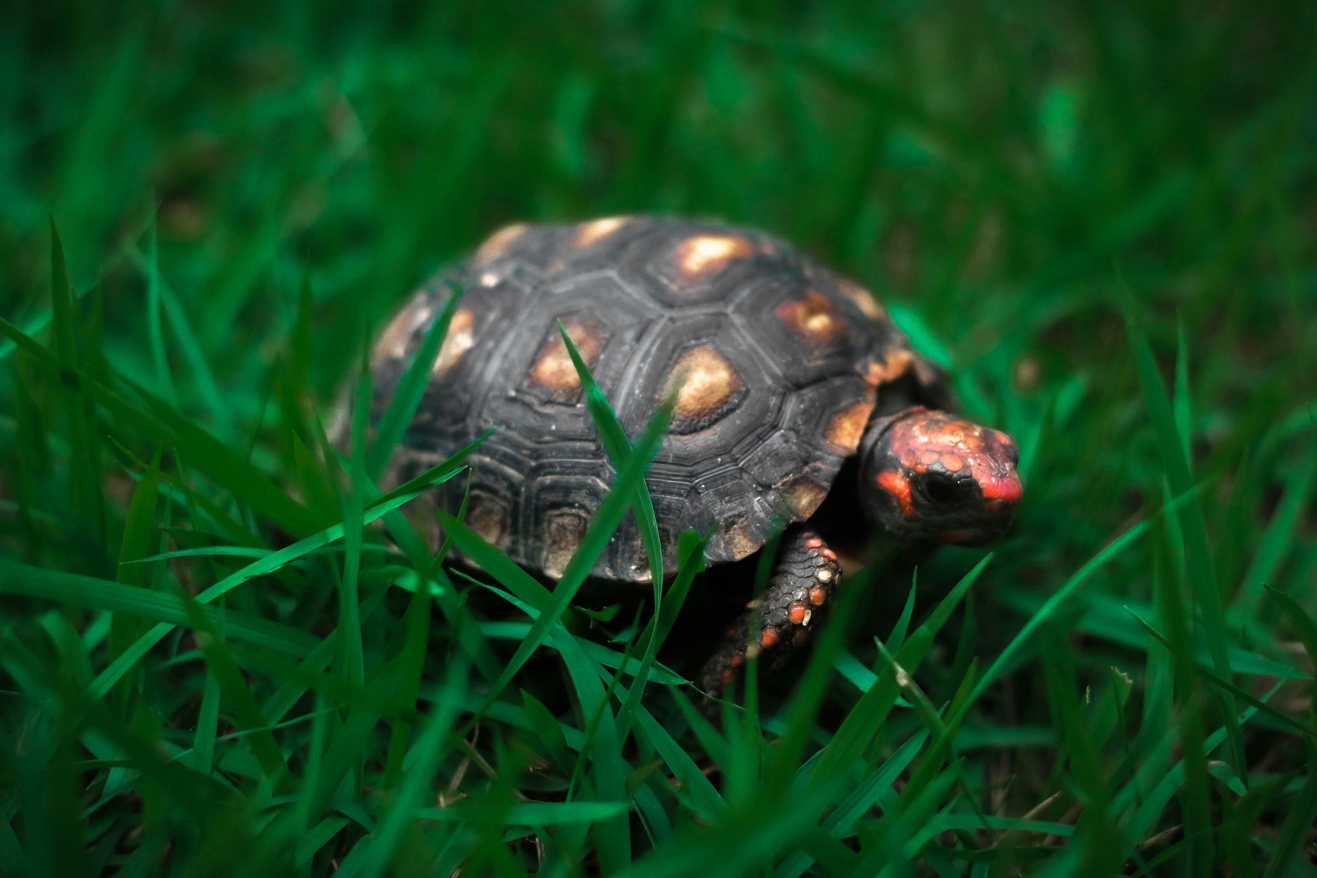 Tortoise Hay