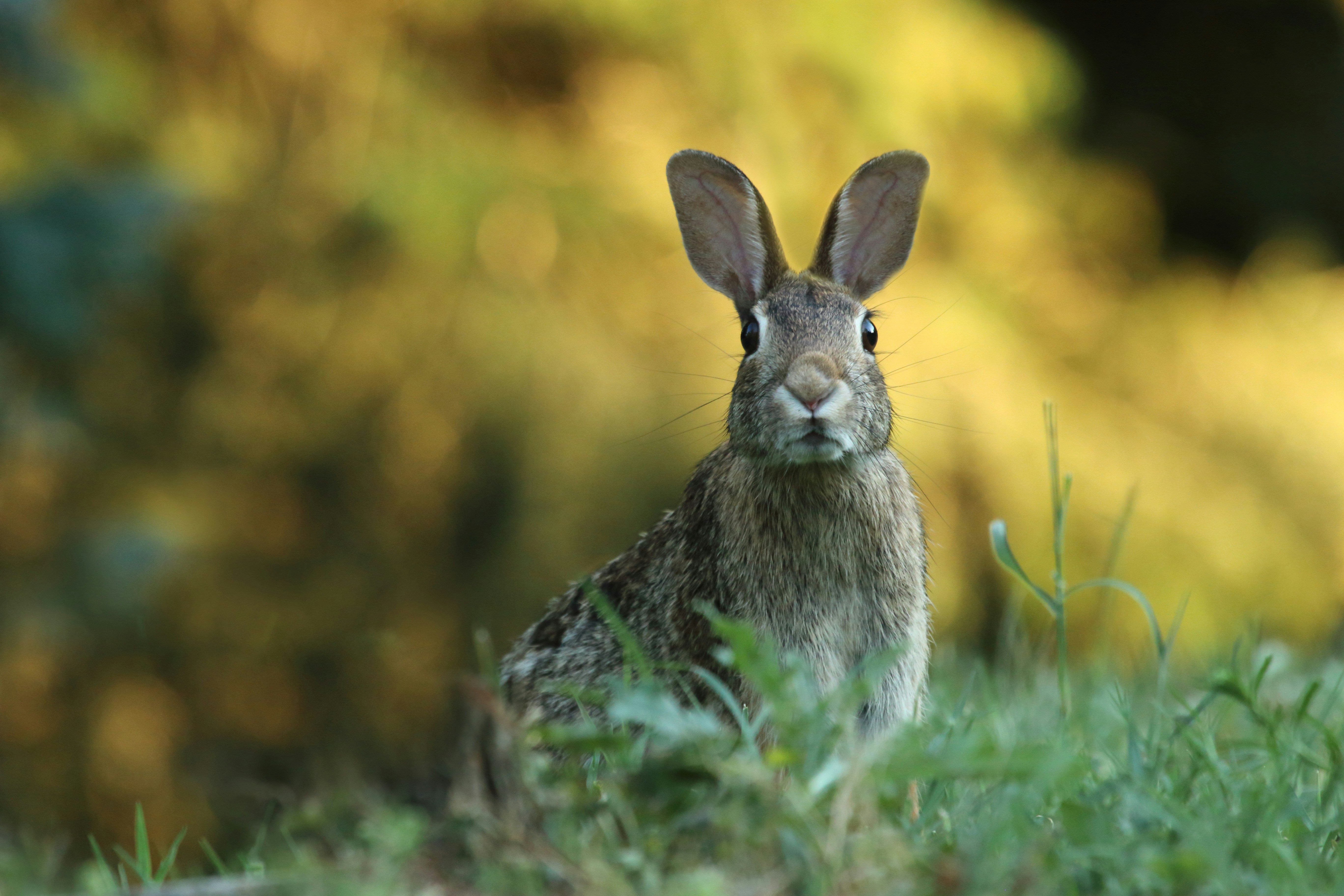 Hatay Rabbit Hay for Rabbits UK | Premium Quality Rabbit Hay