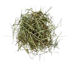 Timothy Hay