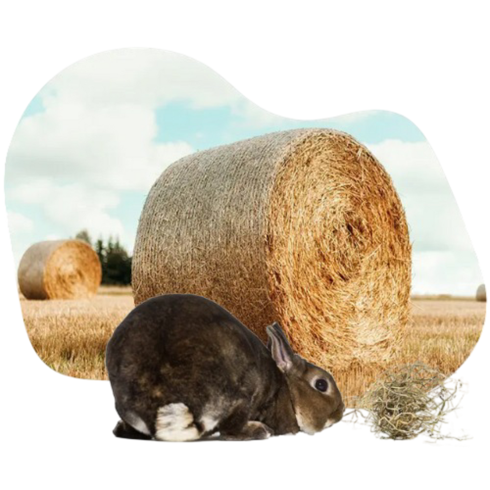 Hay for Rabbits UK | Premium Quality Rabbit Hay