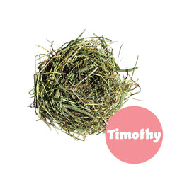 Timothy Hay