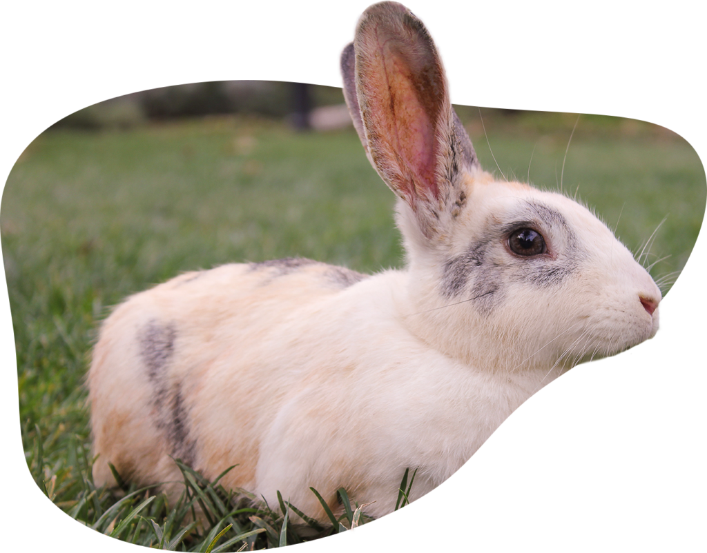 Hay Boxes Best Quality Hay From Farm to Your Door, Buy Hay Online