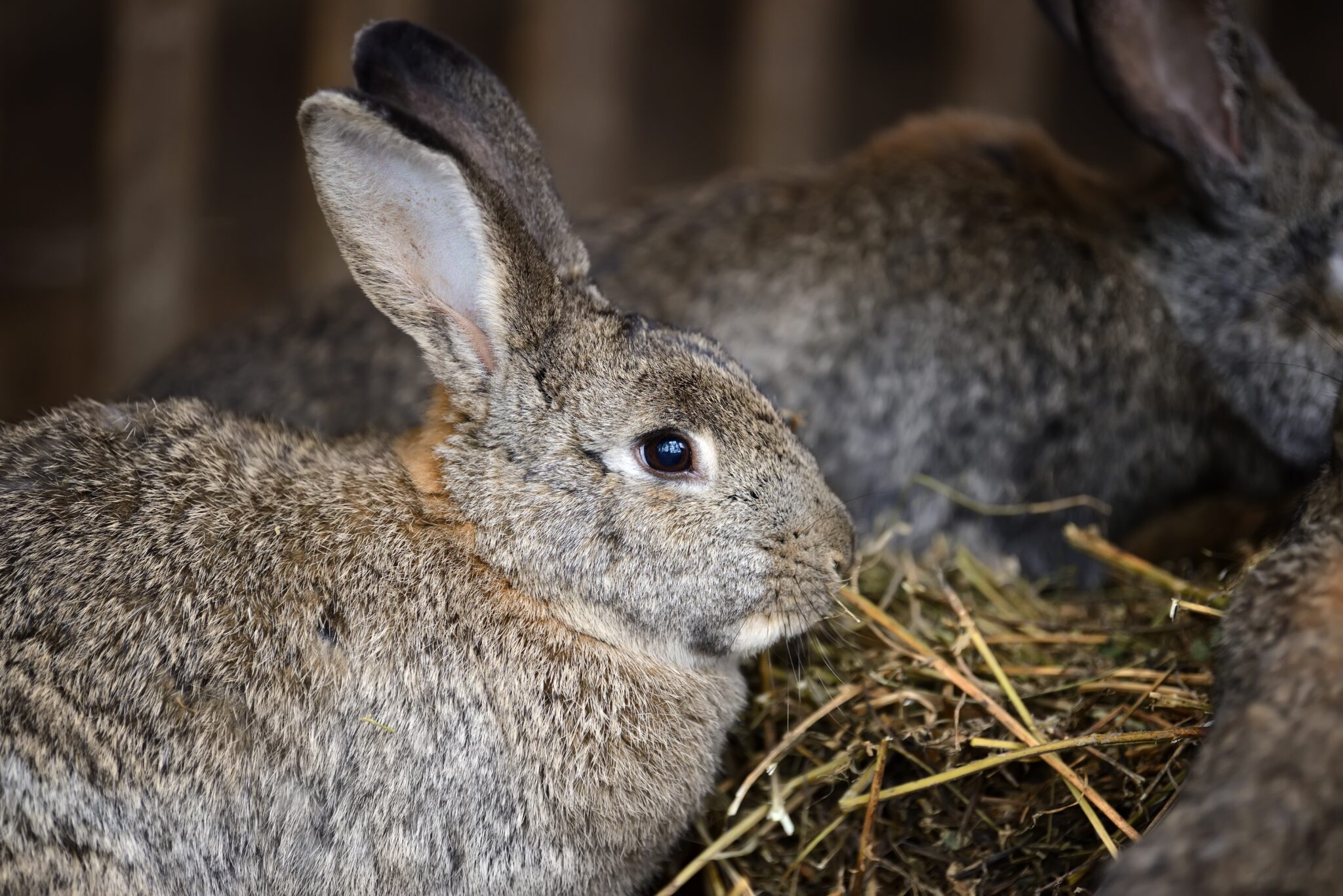 Rabbit Hay 6 Types of Hay & Which One Is Best For Your Rabbit!