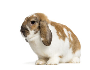 holland-lop