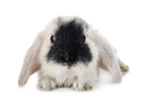 mini-lop