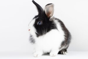 dutch-rabbit