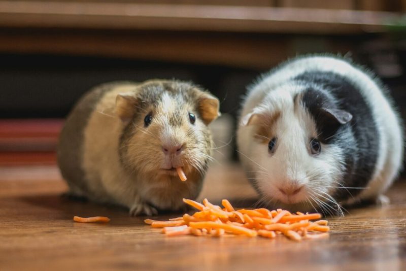 can guinea pigs eat rabbit food