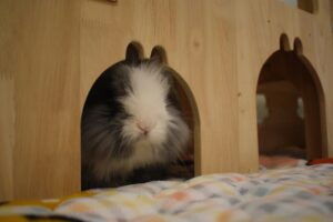 indoor-rabbit-looking-from-hutch