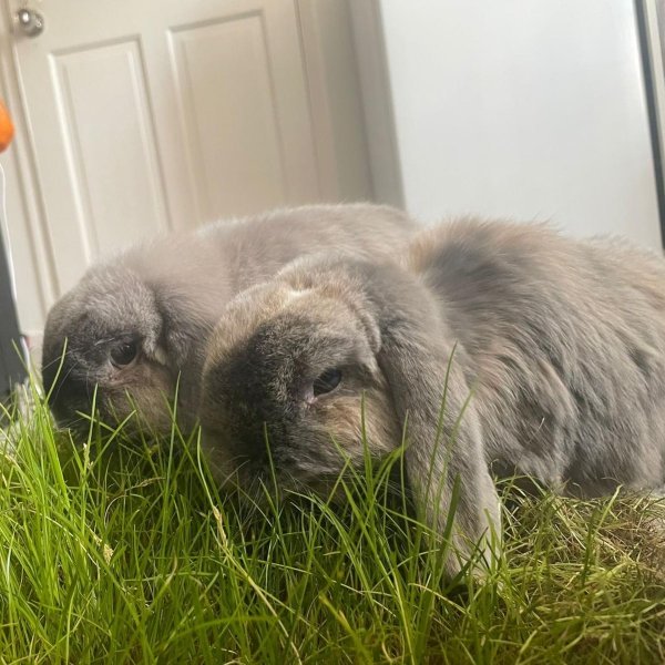 Mini-Meadow – Real Grass Patch for Indoor Rabbits - Image 4