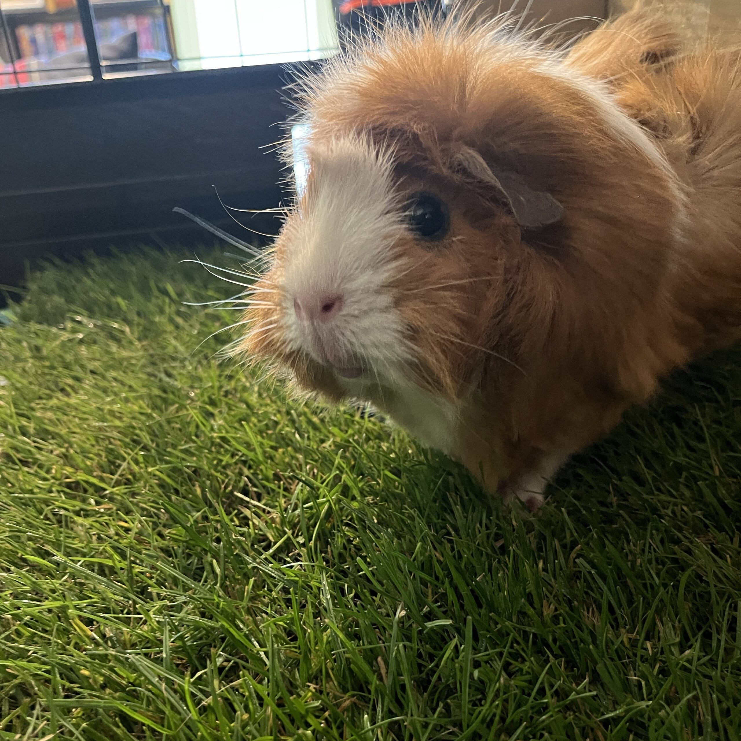 Mini-Meadow – Real Grass Patch for Indoor Rabbits - Image 3