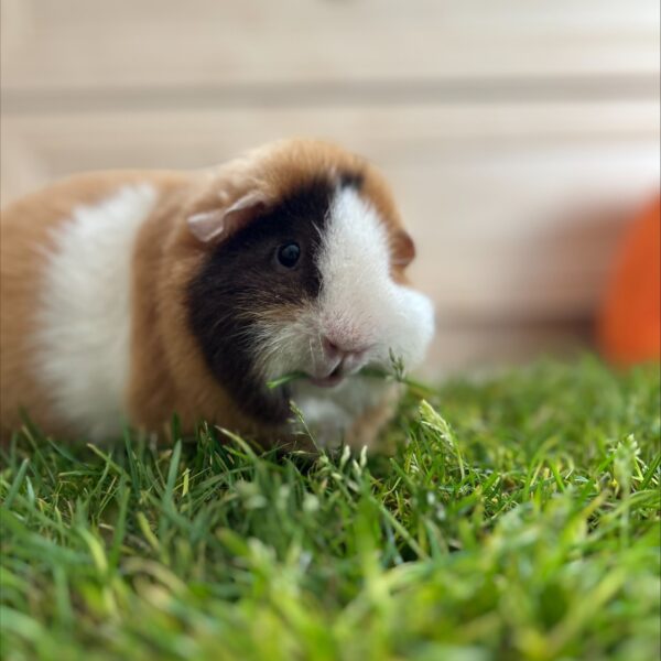 Mini-Meadow – Real Grass Patch for Indoor Rabbits - Image 2